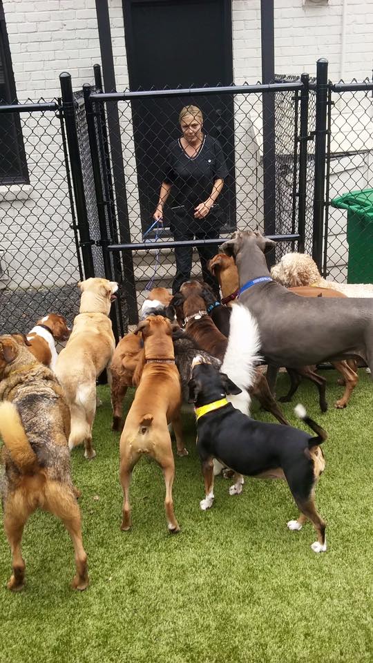 13119109_1141144952584123_4535901218413632982_n Houston's Premier Dog