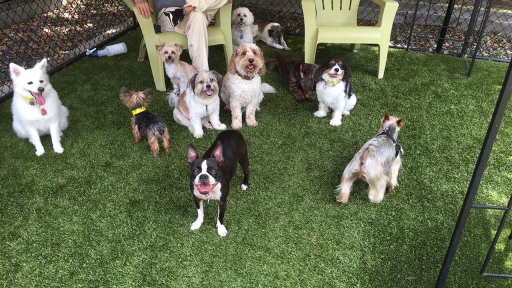 dog daycare