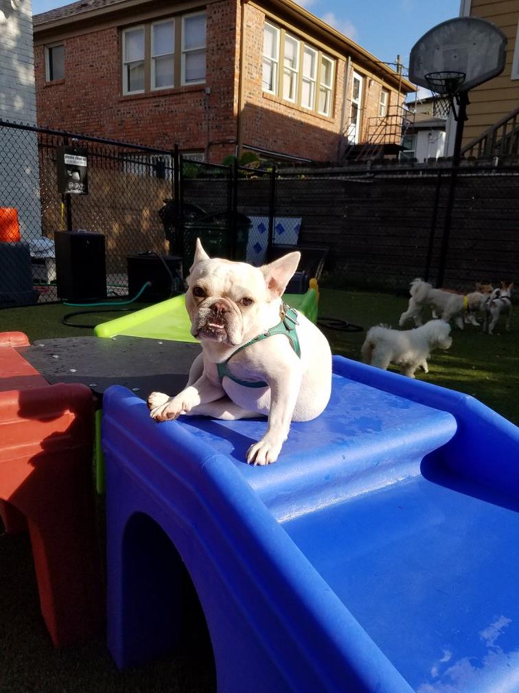 jackson's place dog daycare