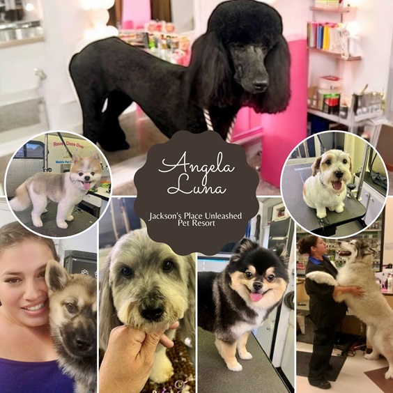 Angela Luna Dog Grooming Pictures