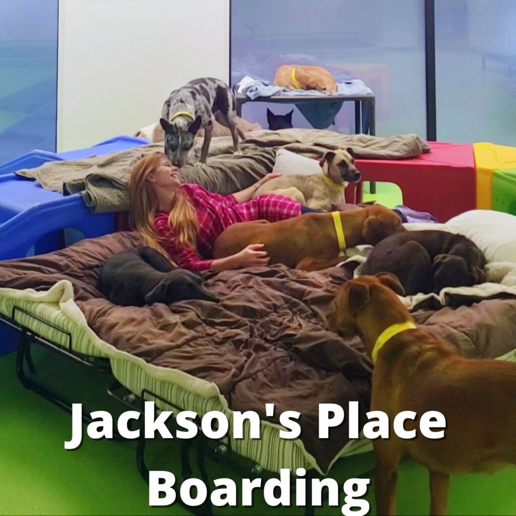 Boarding Houston's Premier Dog Daycare, Boarding, Training & Grooming