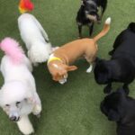 Group of dogs playing together in a cage-free daycare at Jackson’s Place Unleashed Pet Resort in Houston