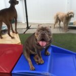 Happy Dogs at Daycare and Boarding in Houston .