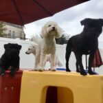 Several dogs playing together in an open indoor daycare space with staff supervision at Jackson’s Place in Houston