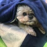 Small group of dogs enjoying safe, cage-free play with human supervision at Jackson’s Place Unleashed Pet Resort in Houston