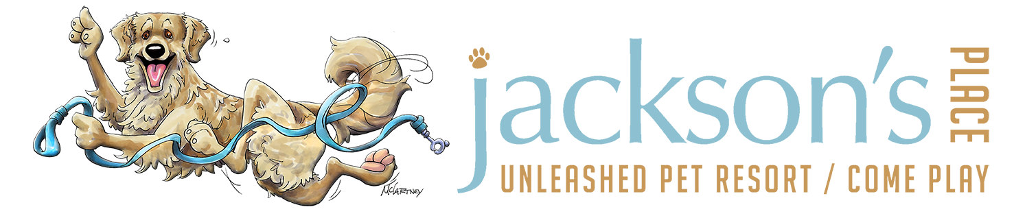 Jackson's Place Dog Daycare in Houston 