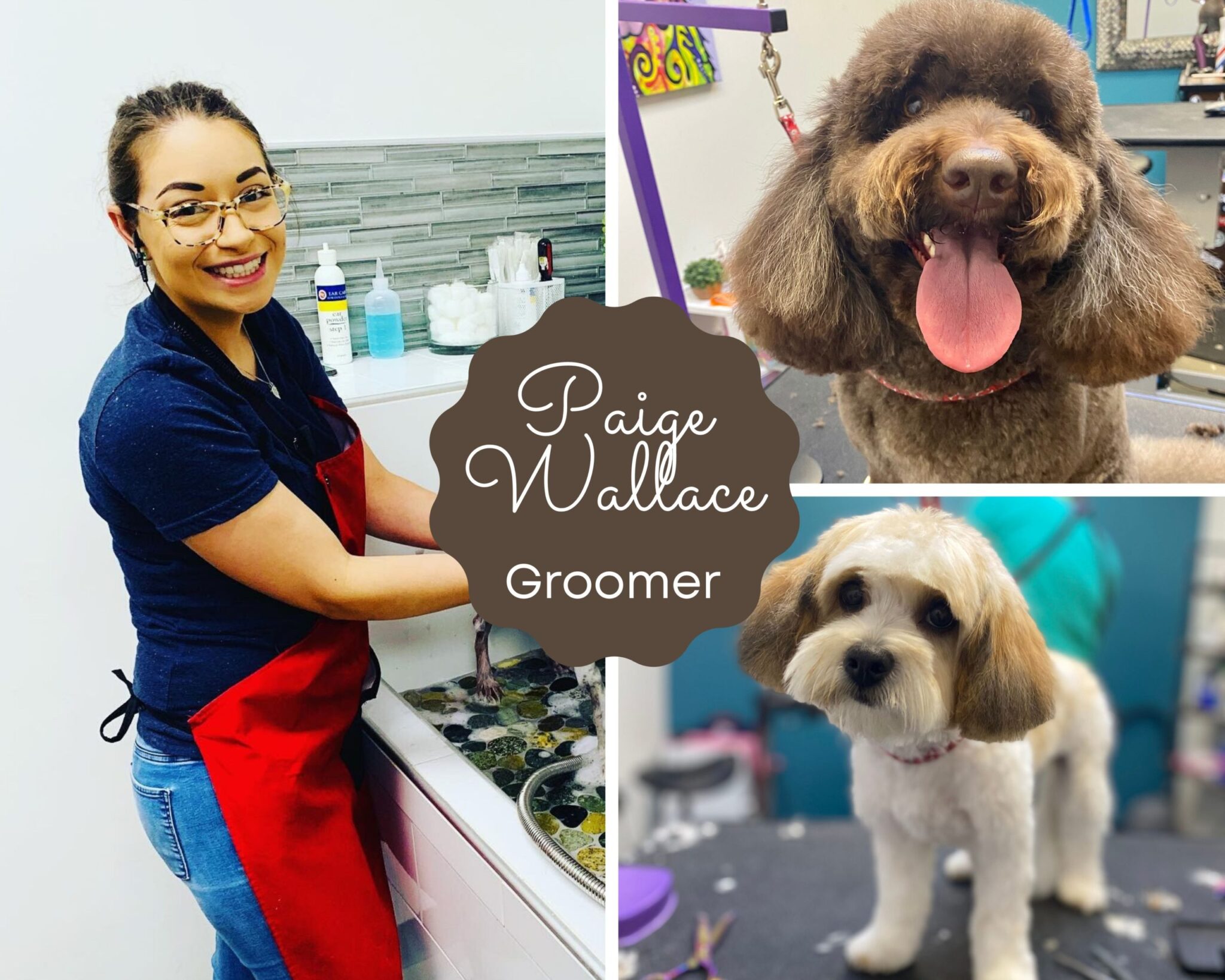 Grooming Houston's Premier Dog Daycare, Boarding, Training & Grooming