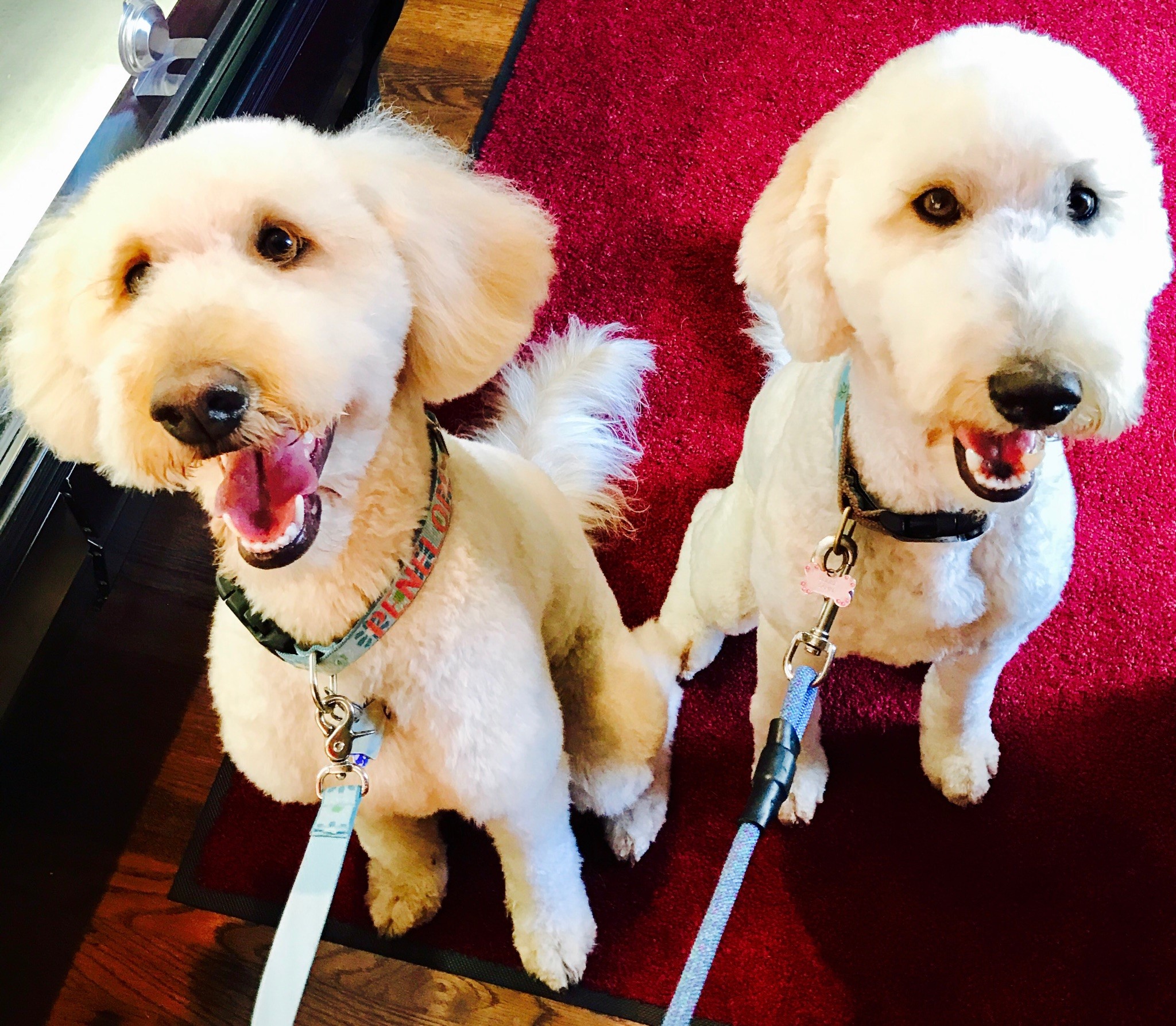 Penelope & Louise Houston's Premier Dog Daycare, Boarding, Training