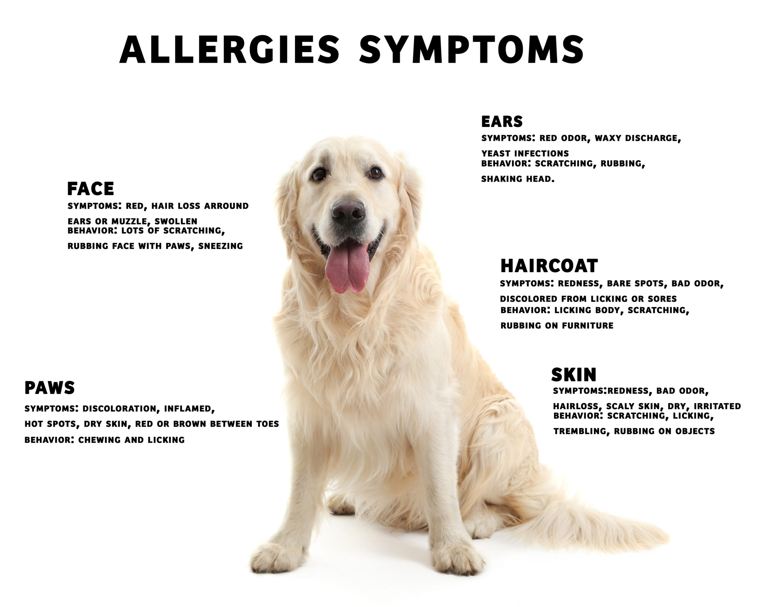 Does Your Dog Have Seasonal Allergies - by Cherie Mallory - Houston's  Premier Dog Daycare, Boarding, Training & Grooming FacilityHouston's  Premier Dog Daycare, Boarding, Training & Grooming Facility